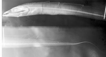 Media type: image;   Ichthyology 28746 Aspect: lateral,description